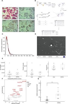 Ascites-derived CDCP1+ extracellular vesicles subcluster as a novel biomarker and therapeutic target for ovarian cancer